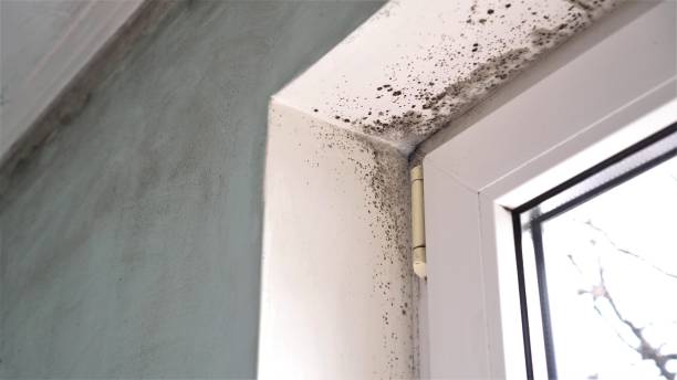 Mold Removal and Inspection in Royal Kunia, HI