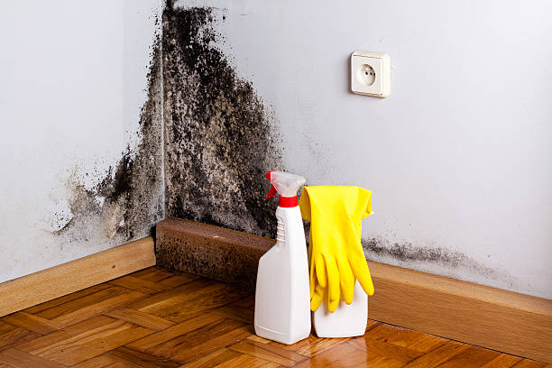 Best Commercial Mold Removal  in Royal Kunia, HI