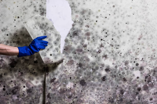 Best Mold Cleaning Services  in Royal Kunia, HI