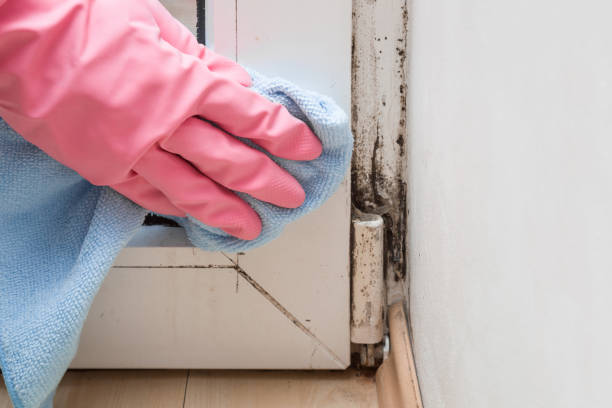 Best Mold Removal Process  in Royal Kunia, HI